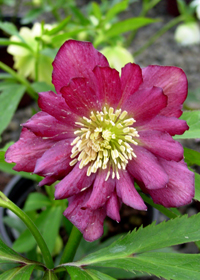 Helleborus x hybridus 'Regal Ruffles'